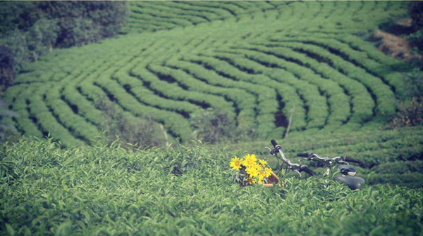 3 bí mật thú vị về đoàn phim 'Mùa oải hương năm ấy'