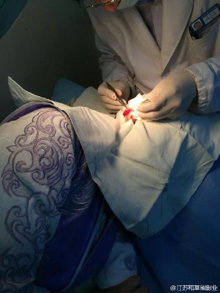 Phim mới của Ngô Kỳ Long tạm ngừng quay vì diễn viên bị chấn thương