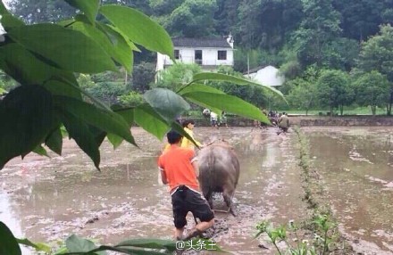 Đường Yên trầy trật đi cày cùng Tạ Đình Phong