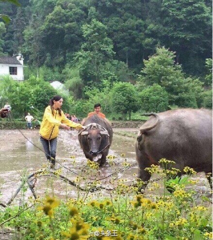 Đường Yên trầy trật đi cày cùng Tạ Đình Phong
