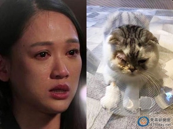 Trần Kiều Ân lại bị công kích vì mèo cưng phải đi phẫu thuật