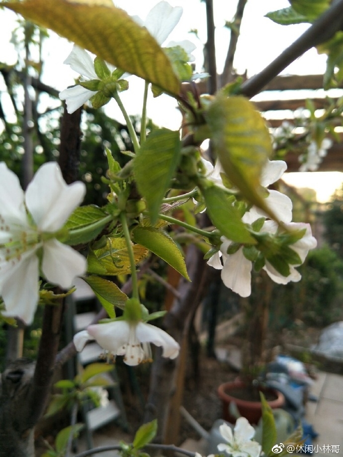 Khoe nhà do con gái mua, bố Dương Mịch 'tiện tay' khoe luôn con rể Lưu Khải Uy
