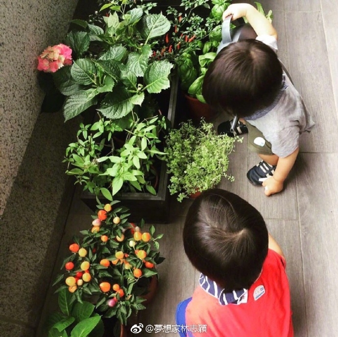 Lâm Chí Dĩnh không nỡ rời nhà vì cặp sinh đôi quá đáng yêu