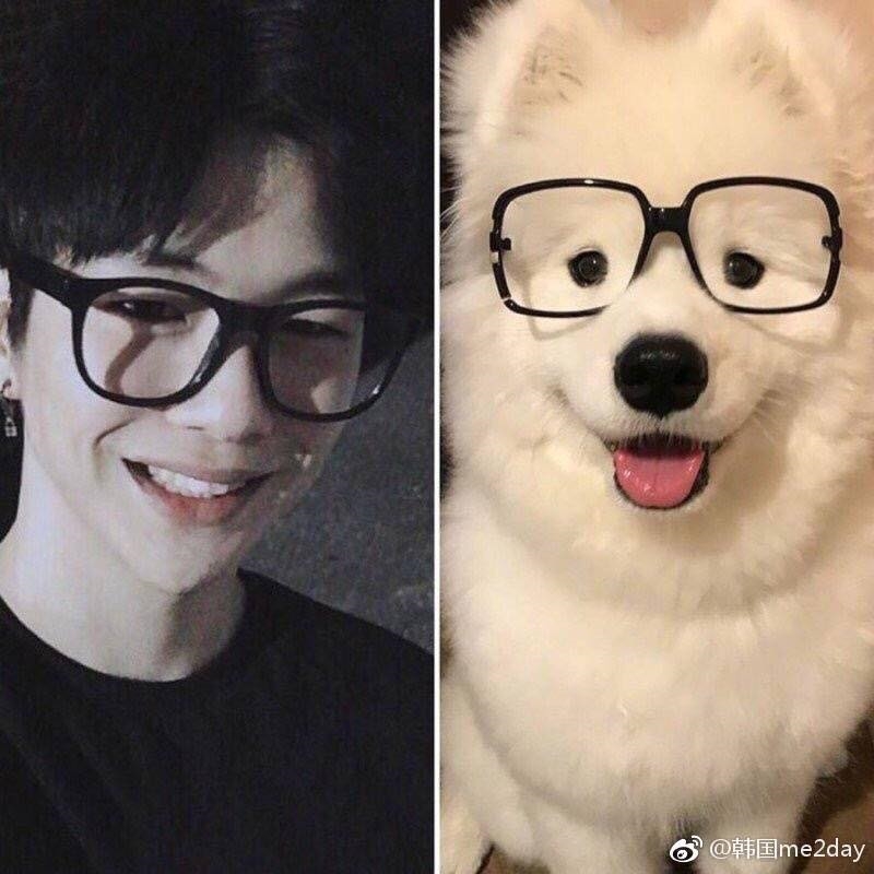 Rụng tim trước sự đáng yêu “anh em sinh đôi” Kang Daniel - cún Samoyed