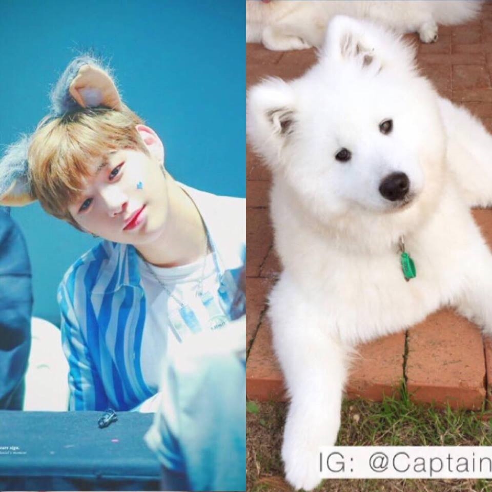 Rụng tim trước sự đáng yêu “anh em sinh đôi” Kang Daniel - cún Samoyed