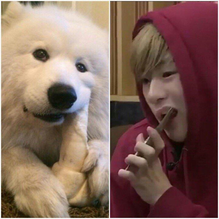 Rụng tim trước sự đáng yêu “anh em sinh đôi” Kang Daniel - cún Samoyed