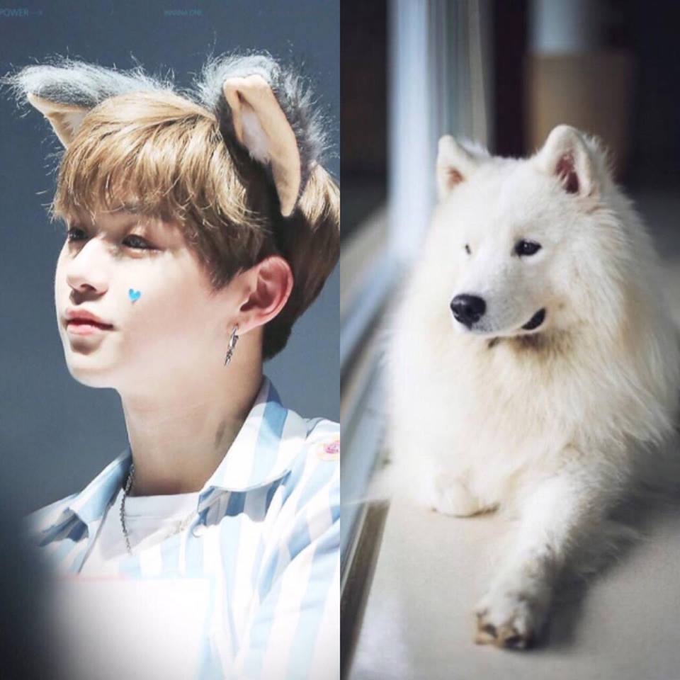 Rụng tim trước sự đáng yêu “anh em sinh đôi” Kang Daniel - cún Samoyed