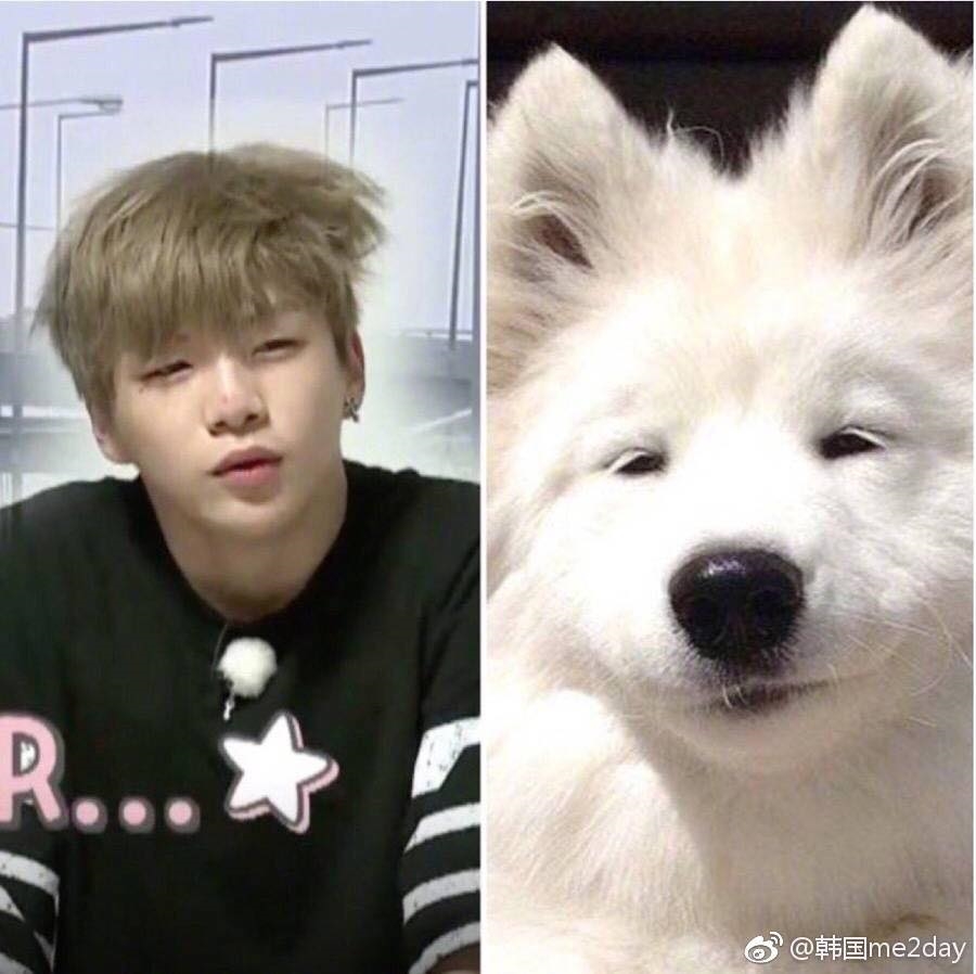 Rụng tim trước sự đáng yêu “anh em sinh đôi” Kang Daniel - cún Samoyed