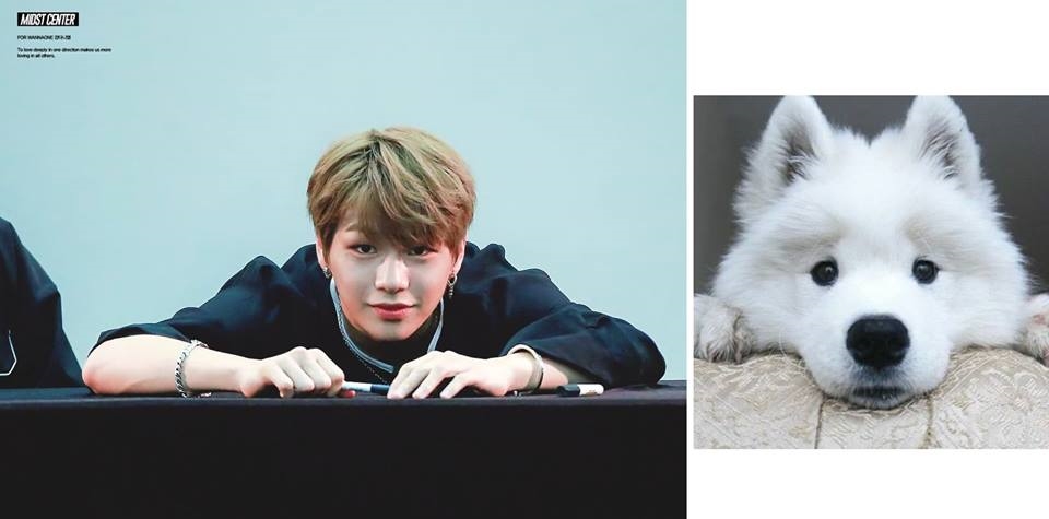 Rụng tim trước sự đáng yêu “anh em sinh đôi” Kang Daniel - cún Samoyed