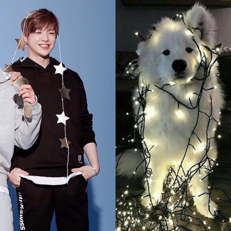Rụng tim trước sự đáng yêu “anh em sinh đôi” Kang Daniel - cún Samoyed