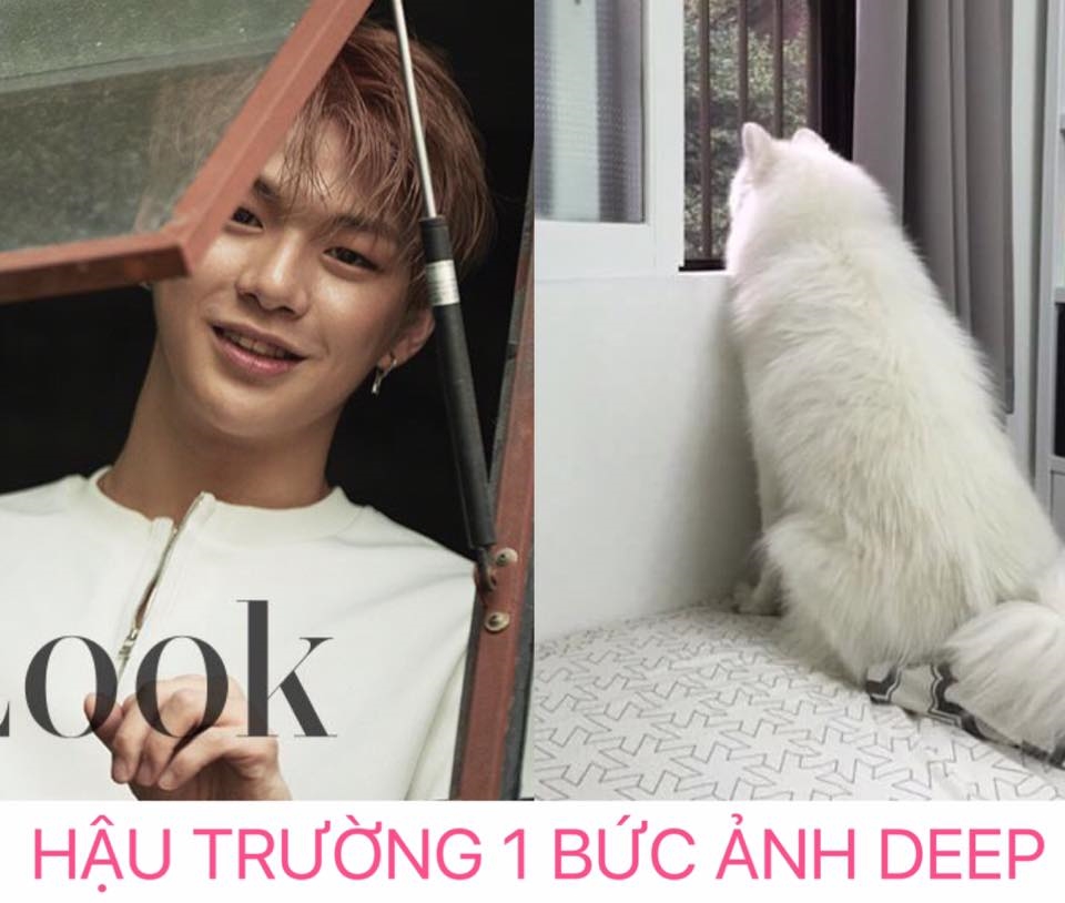 Rụng tim trước sự đáng yêu “anh em sinh đôi” Kang Daniel - cún Samoyed