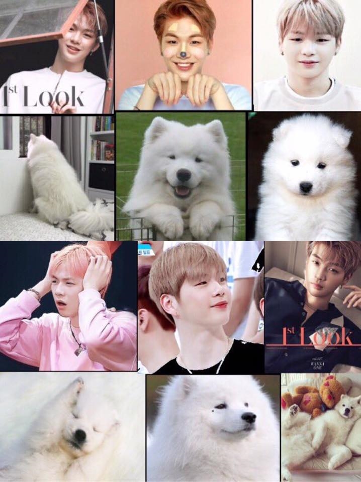 Rụng tim trước sự đáng yêu “anh em sinh đôi” Kang Daniel - cún Samoyed