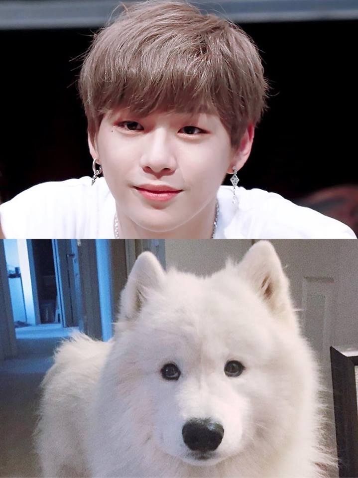 Rụng tim trước sự đáng yêu “anh em sinh đôi” Kang Daniel - cún Samoyed