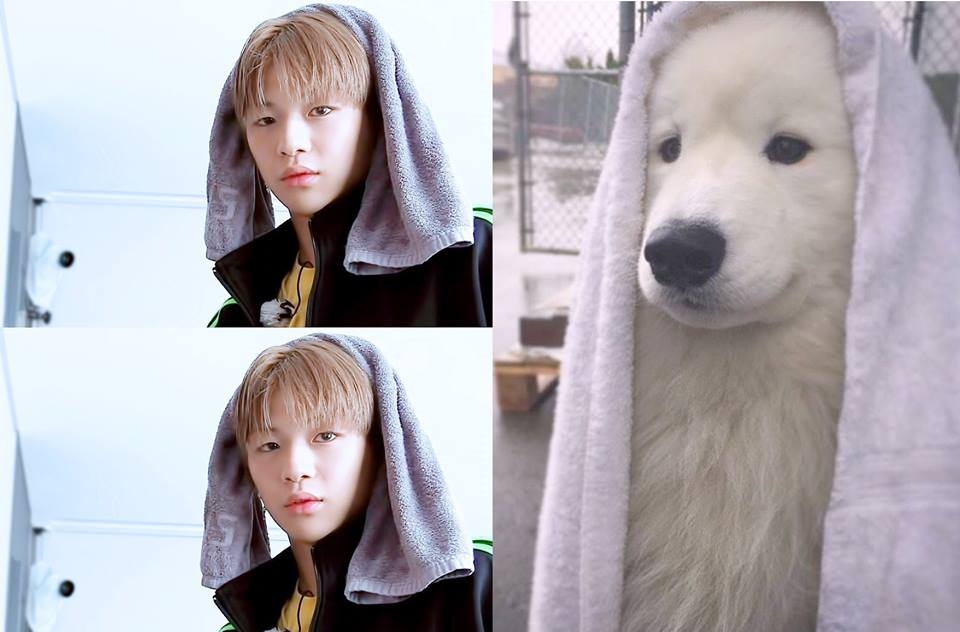 Rụng tim trước sự đáng yêu “anh em sinh đôi” Kang Daniel - cún Samoyed