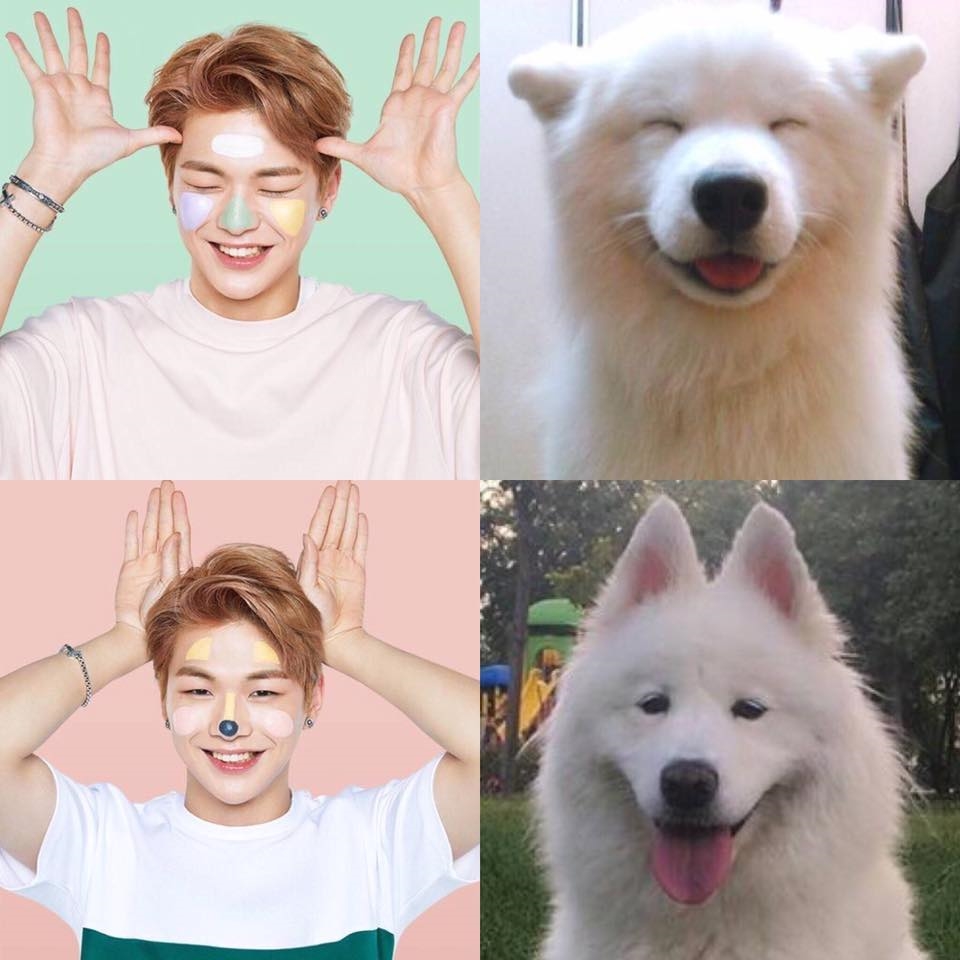 Rụng tim trước sự đáng yêu “anh em sinh đôi” Kang Daniel - cún Samoyed