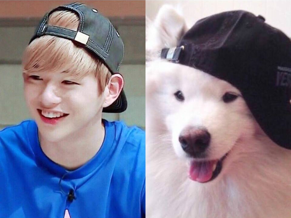 Rụng tim trước sự đáng yêu “anh em sinh đôi” Kang Daniel - cún Samoyed