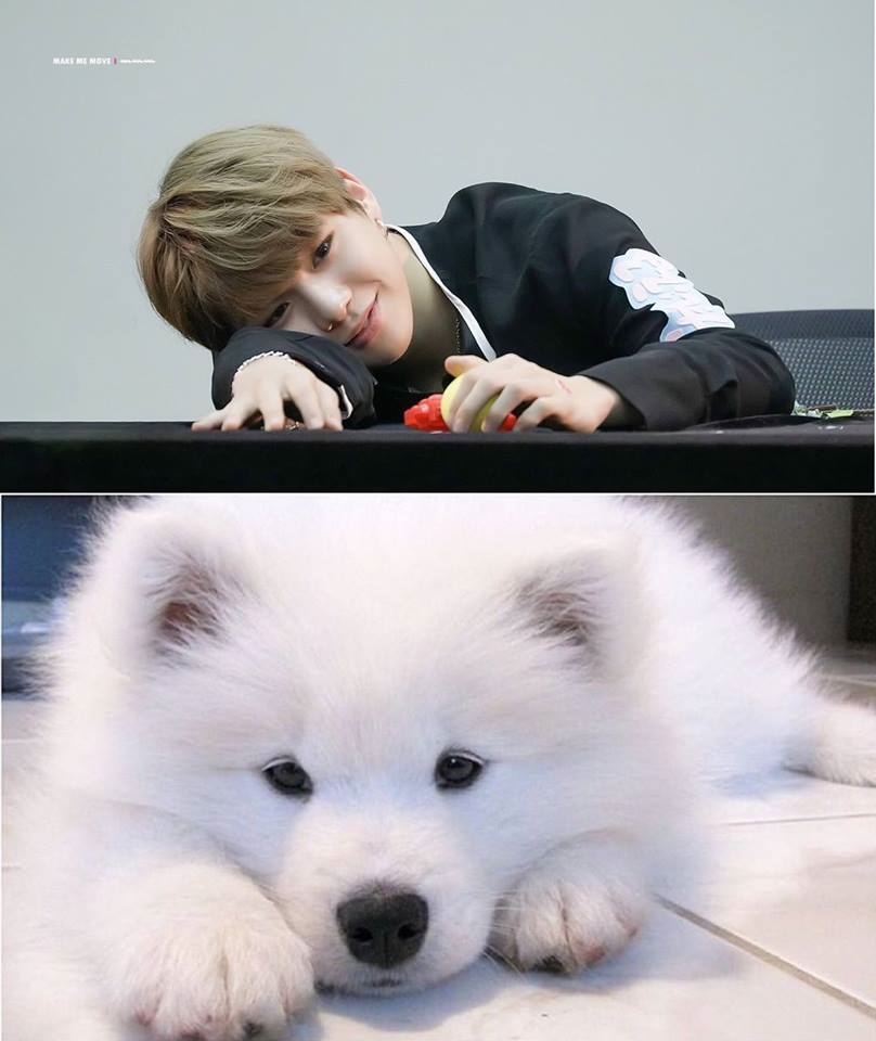 Rụng tim trước sự đáng yêu “anh em sinh đôi” Kang Daniel - cún Samoyed