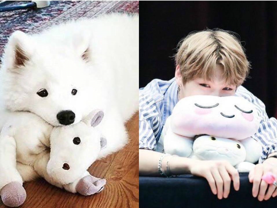 Rụng tim trước sự đáng yêu “anh em sinh đôi” Kang Daniel - cún Samoyed