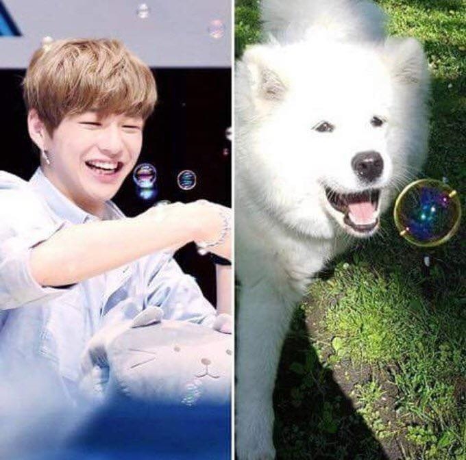 Rụng tim trước sự đáng yêu “anh em sinh đôi” Kang Daniel - cún Samoyed