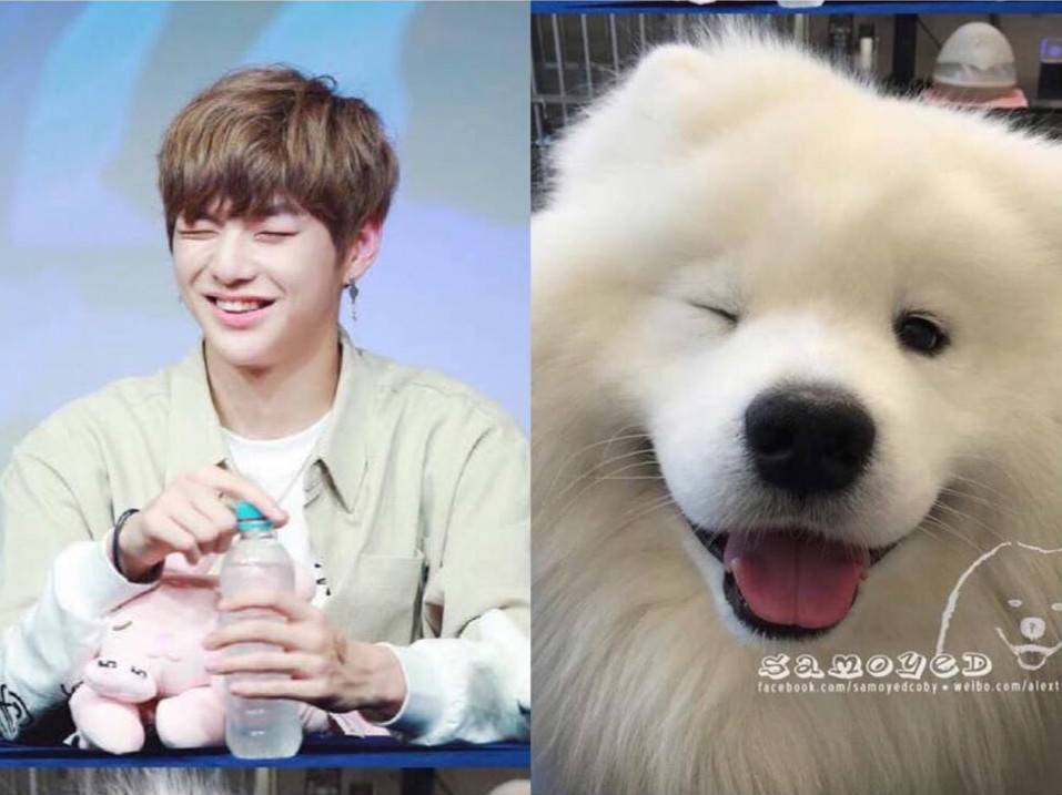 Rụng tim trước sự đáng yêu “anh em sinh đôi” Kang Daniel - cún Samoyed