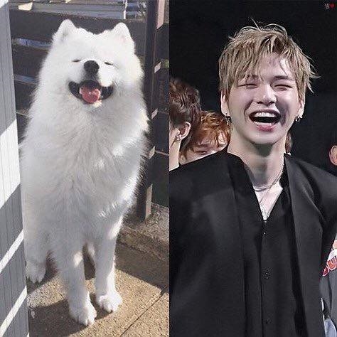 Rụng tim trước sự đáng yêu “anh em sinh đôi” Kang Daniel - cún Samoyed