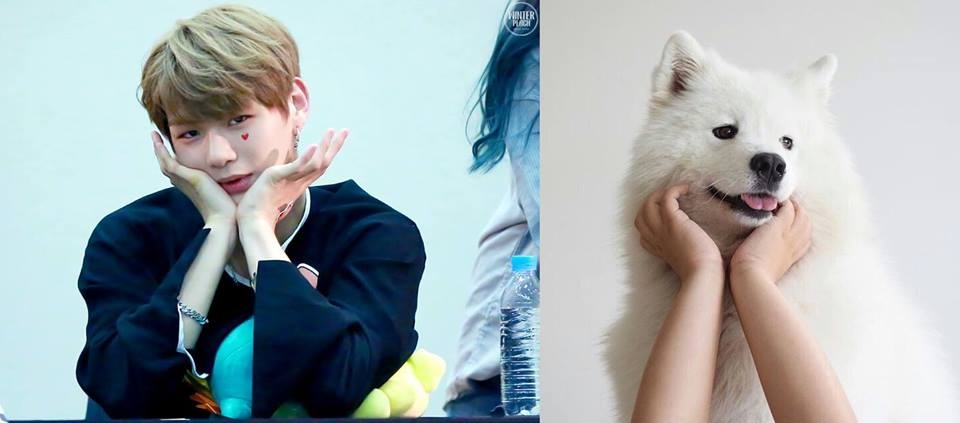 Rụng tim trước sự đáng yêu “anh em sinh đôi” Kang Daniel - cún Samoyed