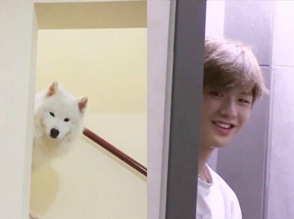 Rụng tim trước sự đáng yêu “anh em sinh đôi” Kang Daniel - cún Samoyed