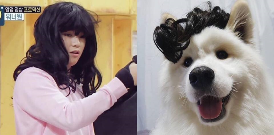Rụng tim trước sự đáng yêu “anh em sinh đôi” Kang Daniel - cún Samoyed