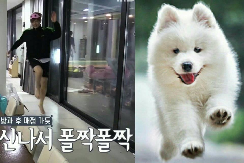 Rụng tim trước sự đáng yêu “anh em sinh đôi” Kang Daniel - cún Samoyed