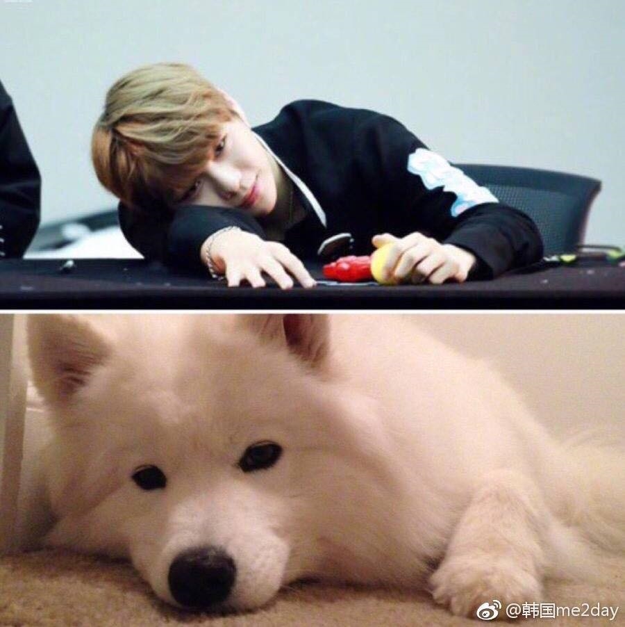 Rụng tim trước sự đáng yêu “anh em sinh đôi” Kang Daniel - cún Samoyed