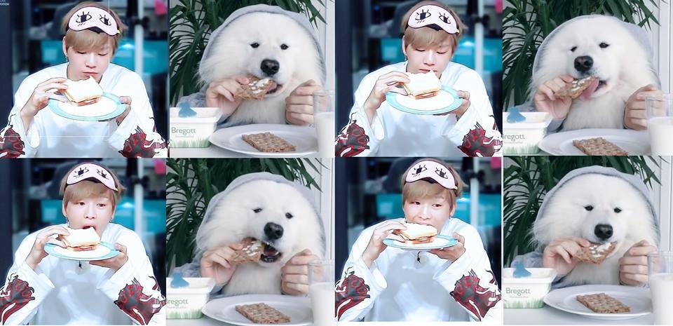 Rụng tim trước sự đáng yêu “anh em sinh đôi” Kang Daniel - cún Samoyed
