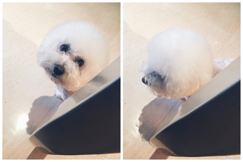 Fan hâm mộ "ghen tỵ" với chó cưng của Trần Kiều Ân