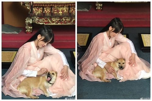 Fan hâm mộ "ghen tỵ" với chó cưng của Trần Kiều Ân