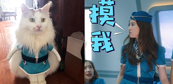 Lưu Diệc Phi ép mèo cưng hóa trang thành nhân vật trong phim