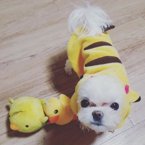 Đố bạn những em thú này thuộc sở hữu của idol nào?