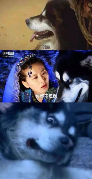 Lang Điện Hạ và các phim Hoa ngữ gây cười vì mời chó đóng phim