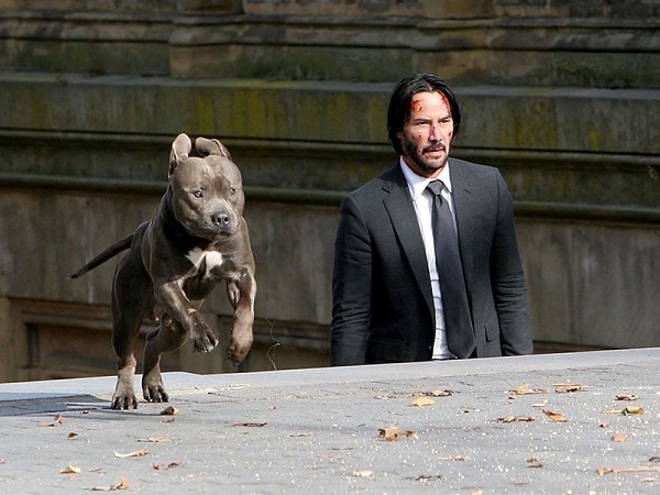 Chó cưng Pittbull sẽ tiếp tục đồng hành cùng John Wick phần 3