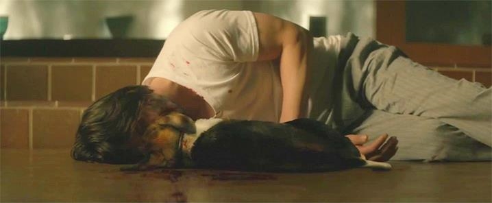 Chó cưng Pittbull sẽ tiếp tục đồng hành cùng John Wick phần 3