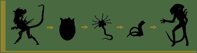 Vòng đời của Xenomorph khá phức tạp. Tùy thuộc vào cơ thể mà chúng ký sinh và phát triển, Xenomorph sẽ có hình dạng và sức mạnh thể chất khác nhau. Tuy nhiên, nhìn chung thì sẽ có các các giai đoạn cơ bản như hình trên.
