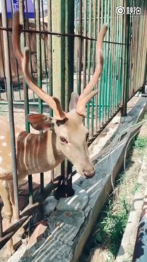 Cười đau bụng với phản ứng và hành động đáng yêu của các loài động vật