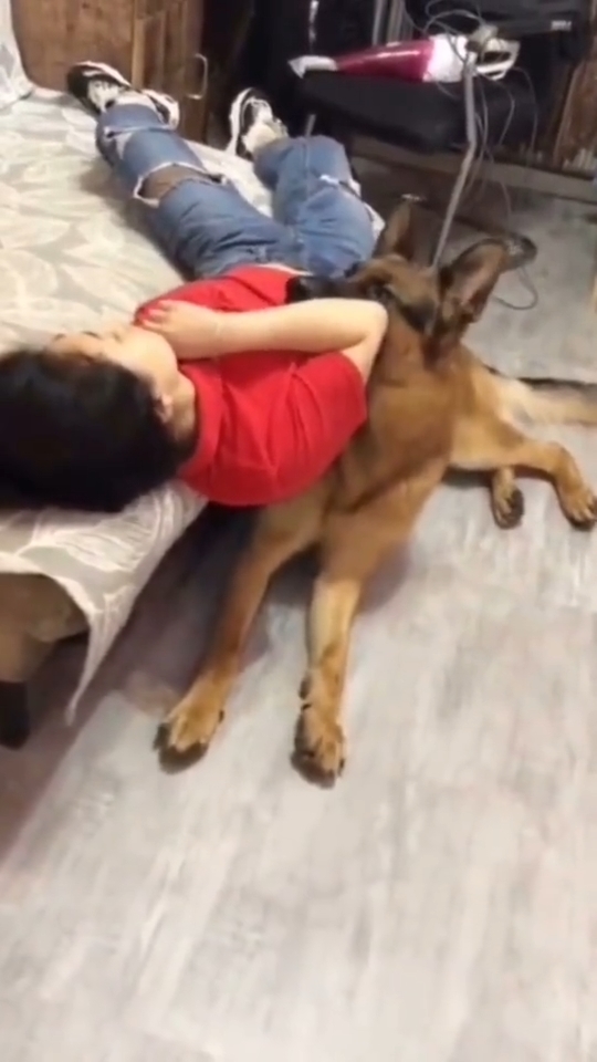 Cười bò với những nỗi niềm chẳng biết kể cùng ai của các boss cún