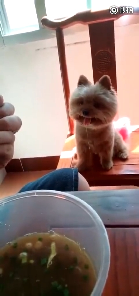 1001 sắc thái cảm xúc của thú cưng khiến trái tim mọi người rung rinh