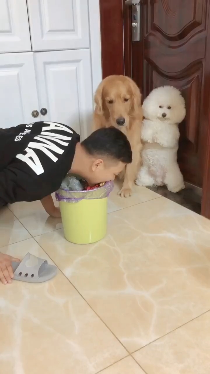 Cười bò với sự tráo đổi của các boss: Chó sang chảnh, mèo bị bắt nạt