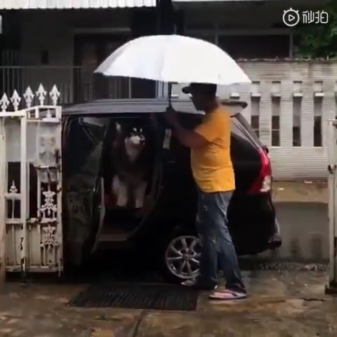 Cười bò với sự tráo đổi của các boss: Chó sang chảnh, mèo bị bắt nạt