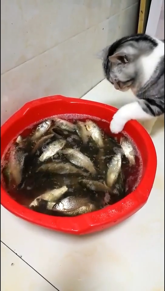 Khi nỗi đau của các boss cưng lại bị biến thành niềm vui cho mọi người