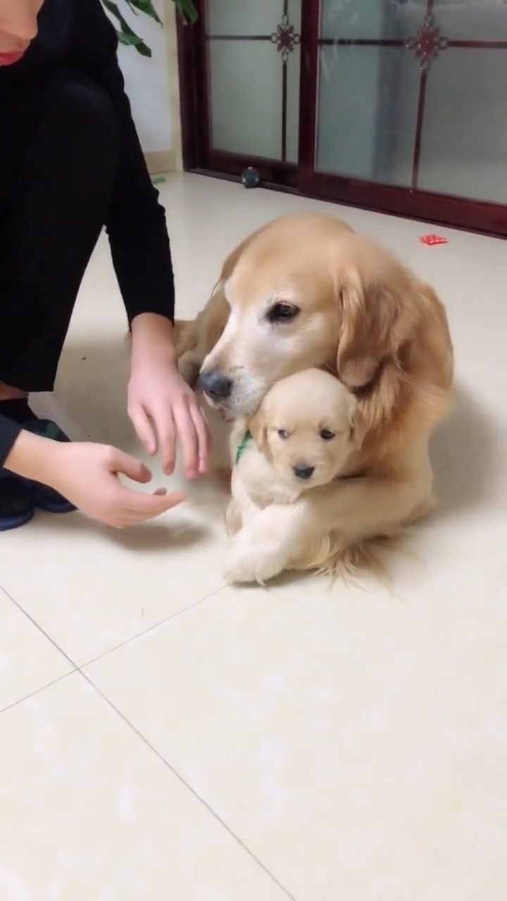 Cười đau bụng với những chú chó 'lầy' và tinh quái nhất quả đất