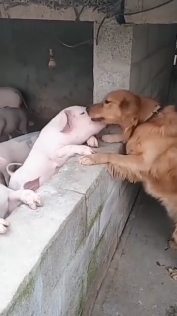 Những lần con sen tìm kiếm niềm vui trên nỗi đau của các thú cưng