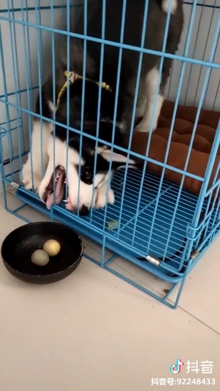 Những lần lên cơn 'ngáo' không giống ai của các boss mèo và chó