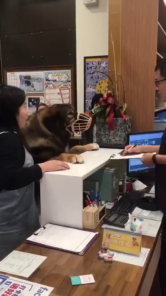 Cười đau ruột với những tình huống hài hước do các boss cưng gây ra