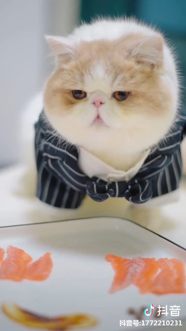 Clip thú cưng hot 11/01: Khi các boss hành xử giống hệt con người